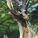 Alan Mackay - In A Cornish Wood - The Lightning Tree