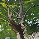 Alan Mackay - The Lightning Tree Alan Mackay - The Lightning Tree